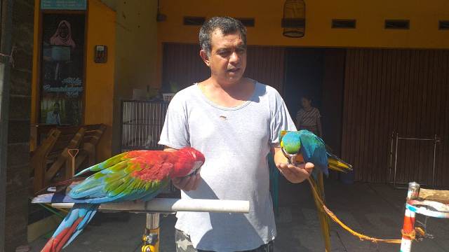 Wijaya dan Burung Macaw Kesukaannya