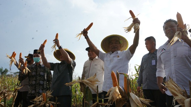 Moeldoko Ikuti Panen Raya Jagung di Pemalang