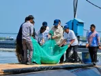 01KSECF4PMQ42EGS0FGDDRX8DX Barantin Dampingi Presiden Panen Raya Udang di Kebumen
