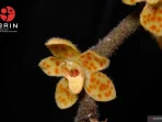 Spesies baru anggrek akar tak berdaun, yang merupakan spesies anggrek endemik Sumatra dari genus Chiloschista (Orchidaceae), yang diberi nama Chiloschista tjiasmantoi Metusala. ANTARA/HO-BRIN.