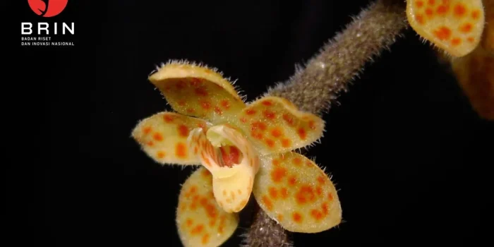 IMG_20250327_105207.jpg Spesies baru anggrek akar tak berdaun, yang merupakan spesies anggrek endemik Sumatra dari genus Chiloschista (Orchidaceae), yang diberi nama Chiloschista tjiasmantoi Metusala. ANTARA/HO-BRIN.
