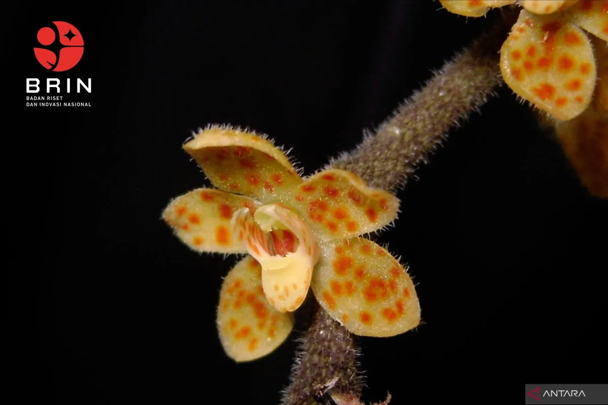 Spesies baru anggrek akar tak berdaun, yang merupakan spesies anggrek endemik Sumatra dari genus Chiloschista (Orchidaceae), yang diberi nama Chiloschista tjiasmantoi Metusala. ANTARA/HO-BRIN.