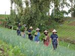 Desa Sejahtera Astra Kanreapia Berkembang Menjadi Sentra Sayuran di Sulawesi Selatan