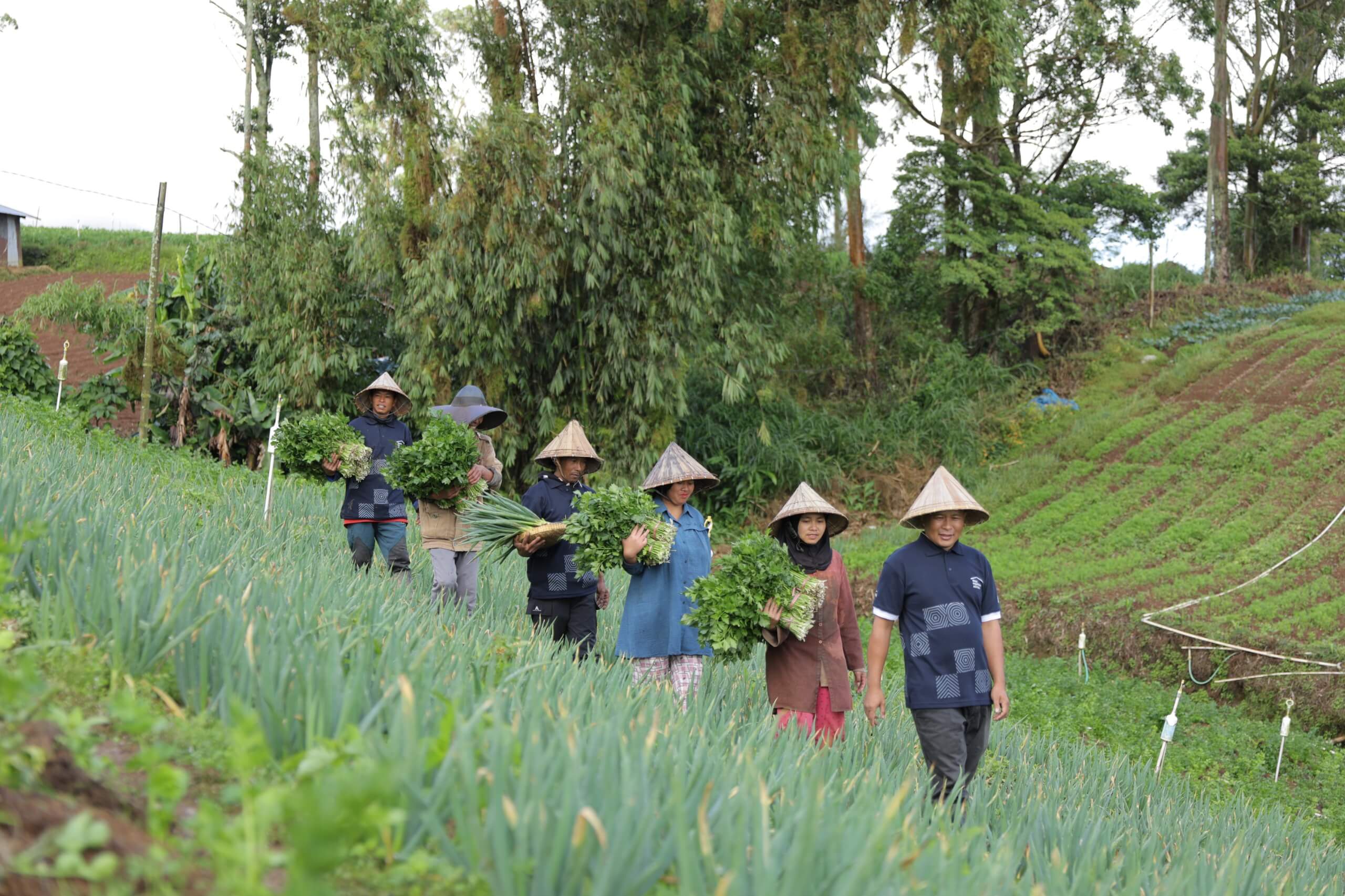 Desa Sejahtera Astra Kanreapia Berkembang Menjadi Sentra Sayuran di Sulawesi Selatan