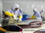 Sejumlah pekerja memisahkan daging ikan tuna jenis sirip kuning sebelum diekspor di industri pengolahan ikan tuna PT Maluku Prima Makmur, di Desa Tawiri, Ambon, Maluku, Selasa (23/1). Industri tersebut pada tahun 2017 telah mengekspor 100 ton ikan tuna segar ke Jepang dan 200 ton ikan tuna beku ke Amerika Serikat. (Izaac Mulyawan)
