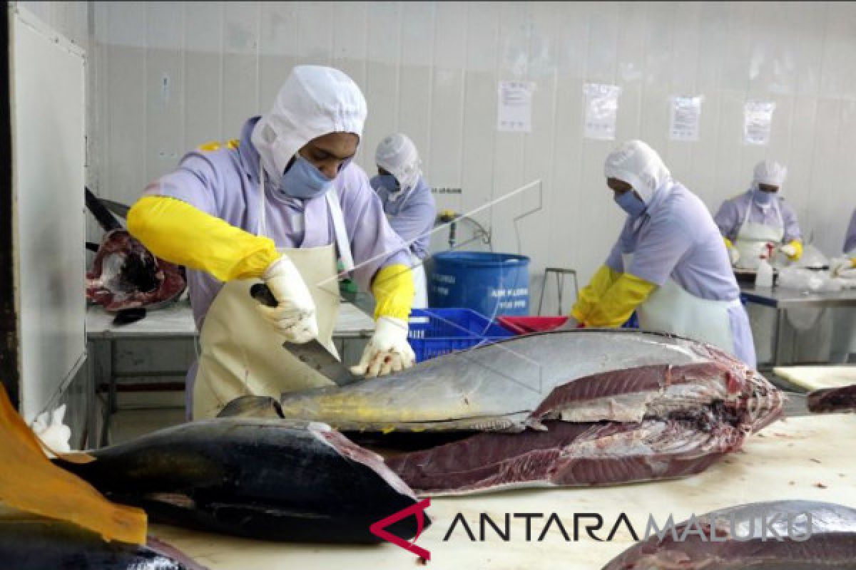Sejumlah pekerja memisahkan daging ikan tuna jenis sirip kuning sebelum diekspor di industri pengolahan ikan tuna PT Maluku Prima Makmur, di Desa Tawiri, Ambon, Maluku, Selasa (23/1). Industri tersebut pada tahun 2017 telah mengekspor 100 ton ikan tuna segar ke Jepang dan 200 ton ikan tuna beku ke Amerika Serikat. (Izaac Mulyawan)