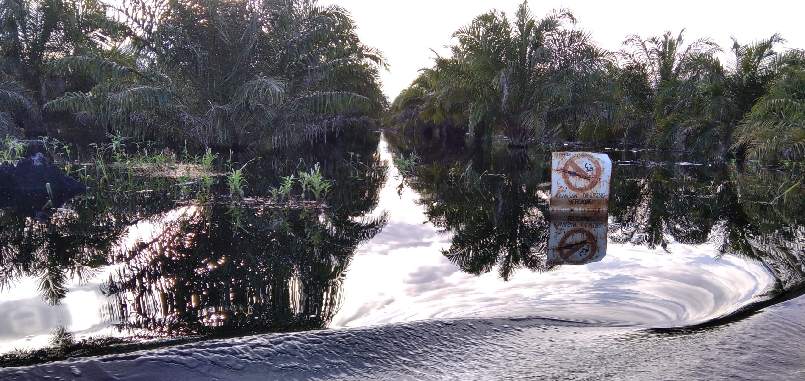 Sudah Saatnya Hutan Rawa Gambut Rantau Baru Dipulihkan Secara Permanen, Bukan Dipadamkan Berulang Setiap Kemarau Panjang 1 F7BA0DD7 E839 49B2 8FD9 1DF8DCBE1DDD scaled