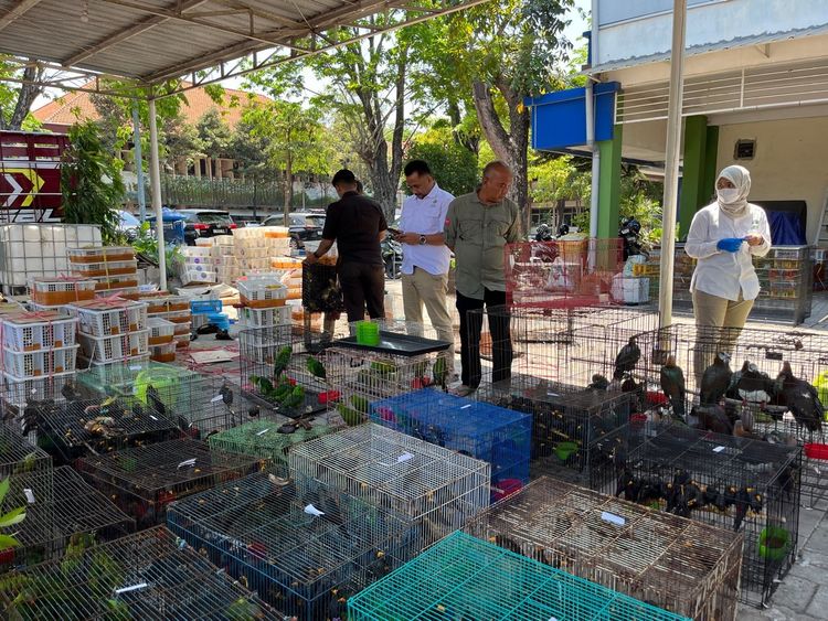 3.578 Burung Digagalkan Dibawa Antarpulau, Dua Orang Jadi Tersangka