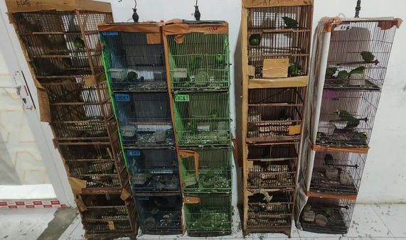 101 Burung Dilindungi Ditemukan di Medan