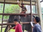 Gajah Binaan PLG Minas Diego Mati di Usia 17 Tahun, Diduga Alami Infeksi Kronis