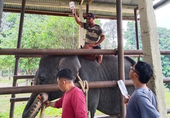 Gajah Binaan PLG Minas Diego Mati di Usia 17 Tahun, Diduga Alami Infeksi Kronis